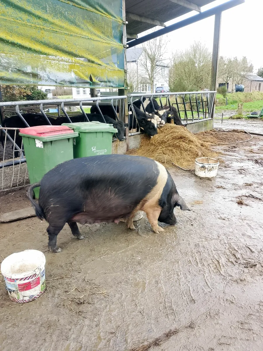 Sow for sale - Image 3