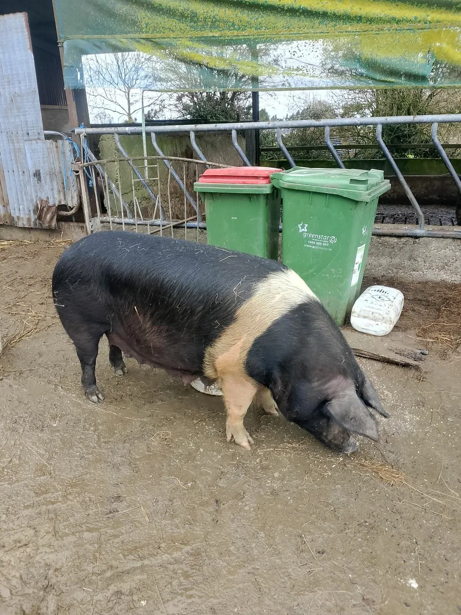 Sow for sale - Image 4