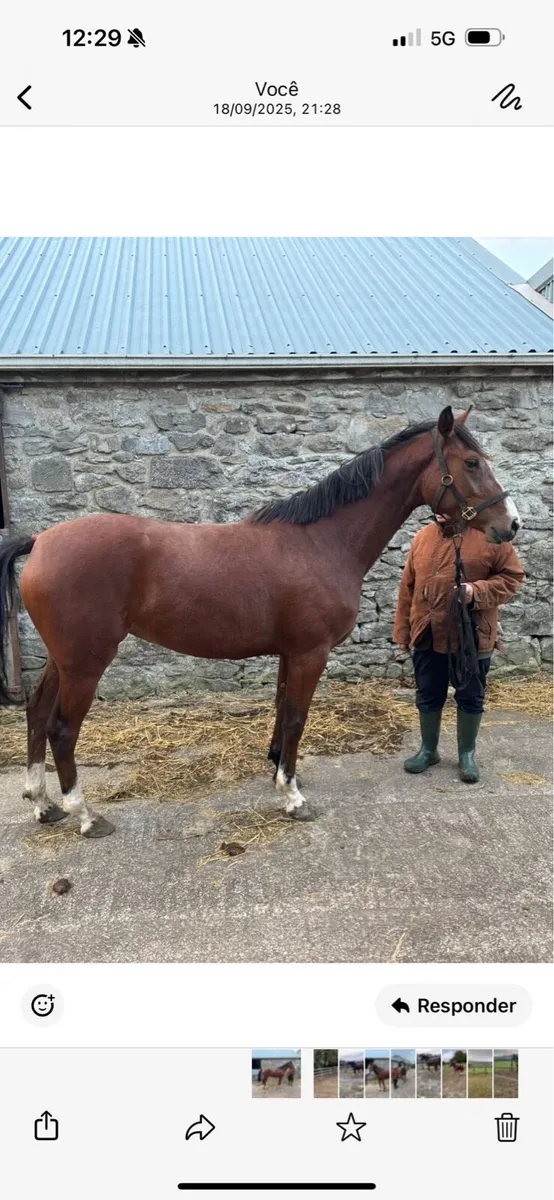 16.1 Horse - Image 1