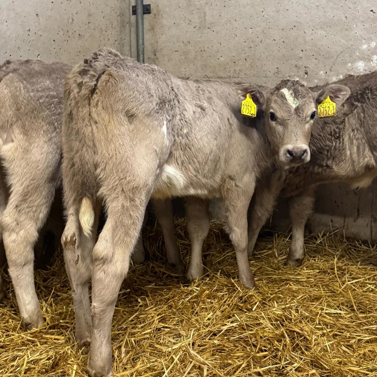 Charolais Heifers - Image 1