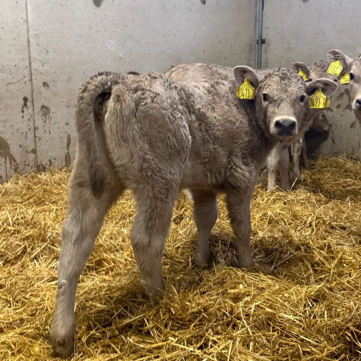 Charolais Heifers - Image 3