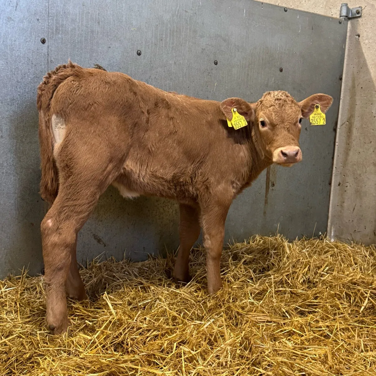 Charolais Heifers - Image 4