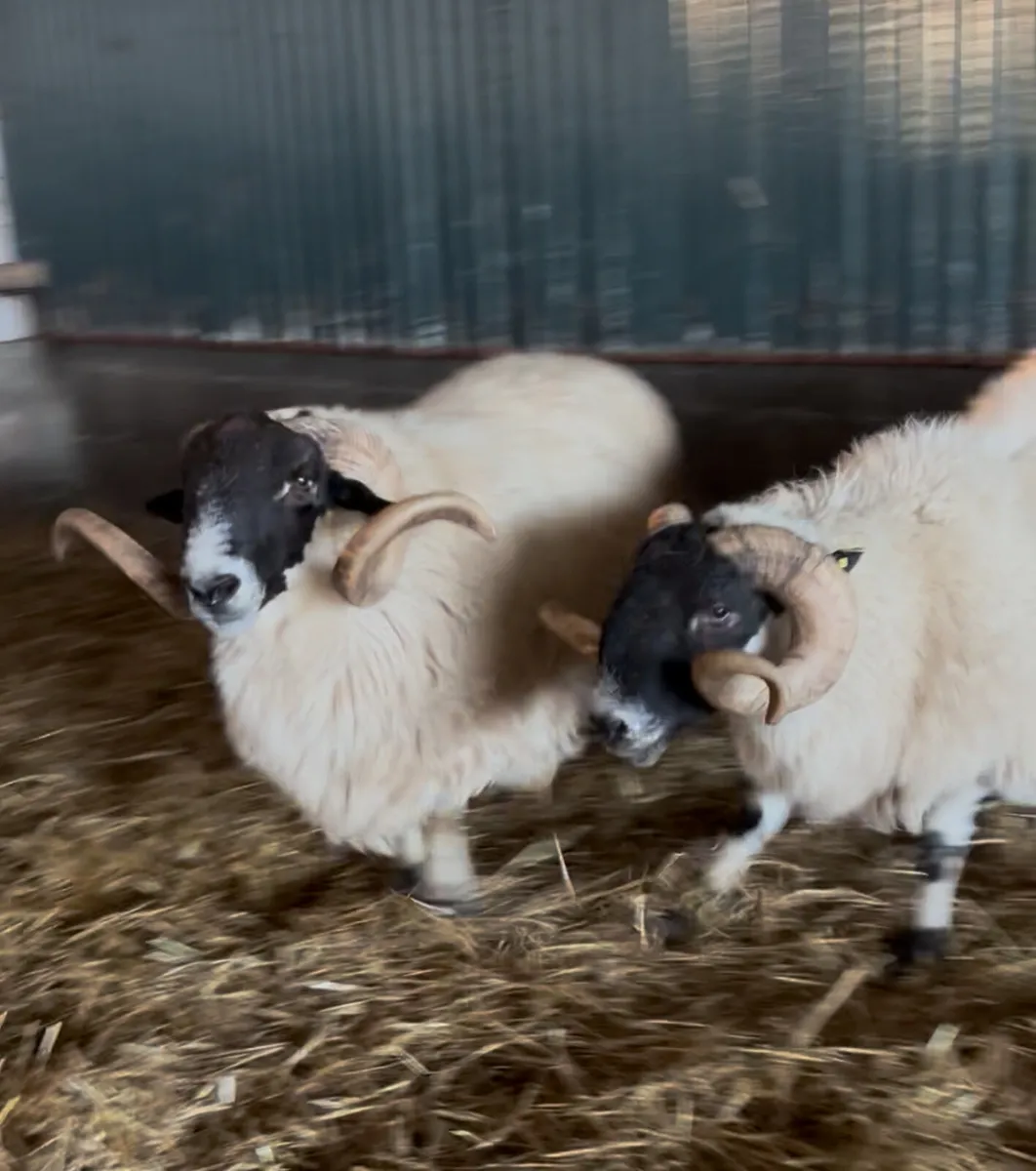 Scotch Blackface Rams