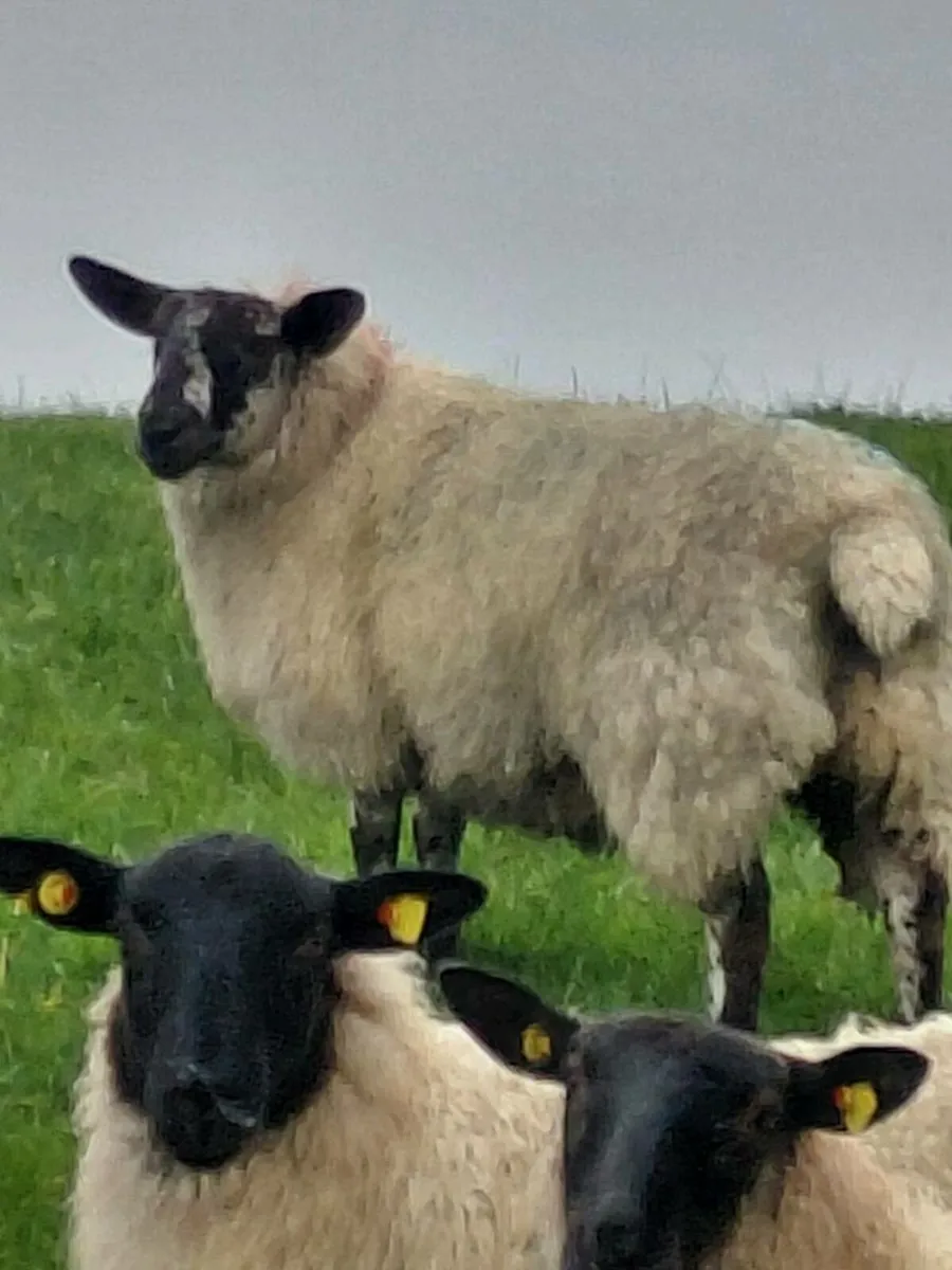 Suffolk x ewe lambs - Image 1