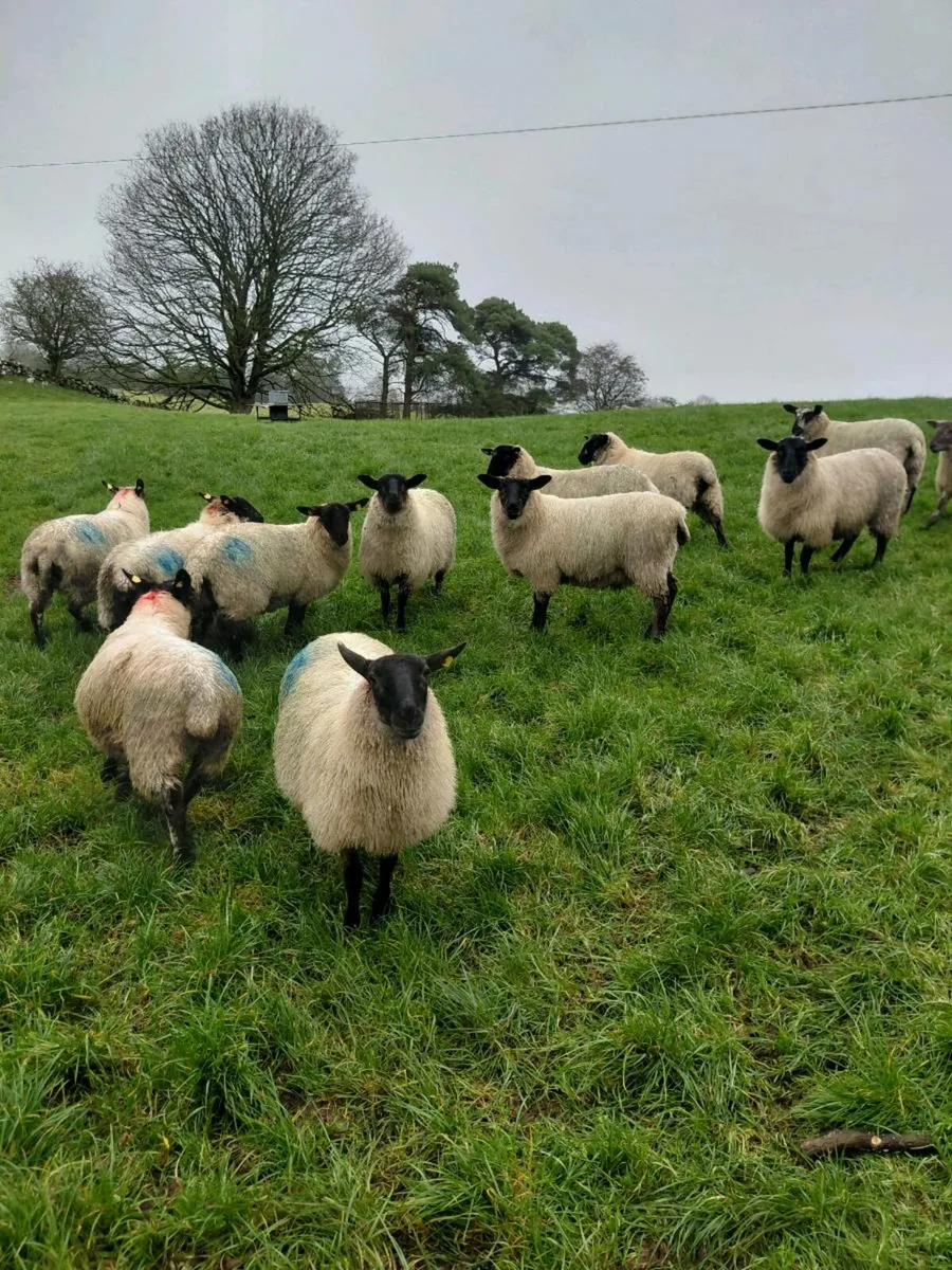 Suffolk x ewe lambs - Image 2