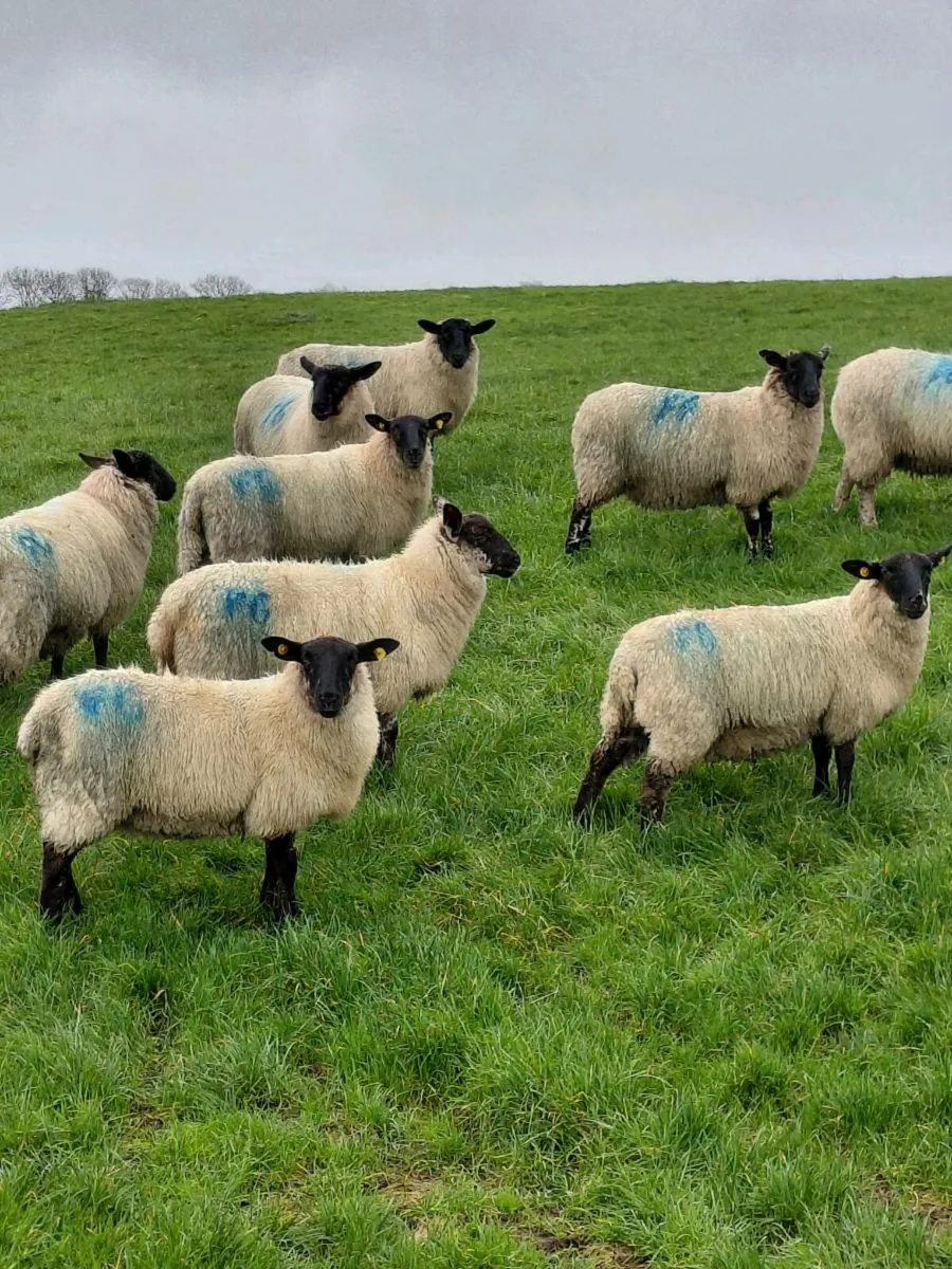 Suffolk x ewe lambs - Image 3