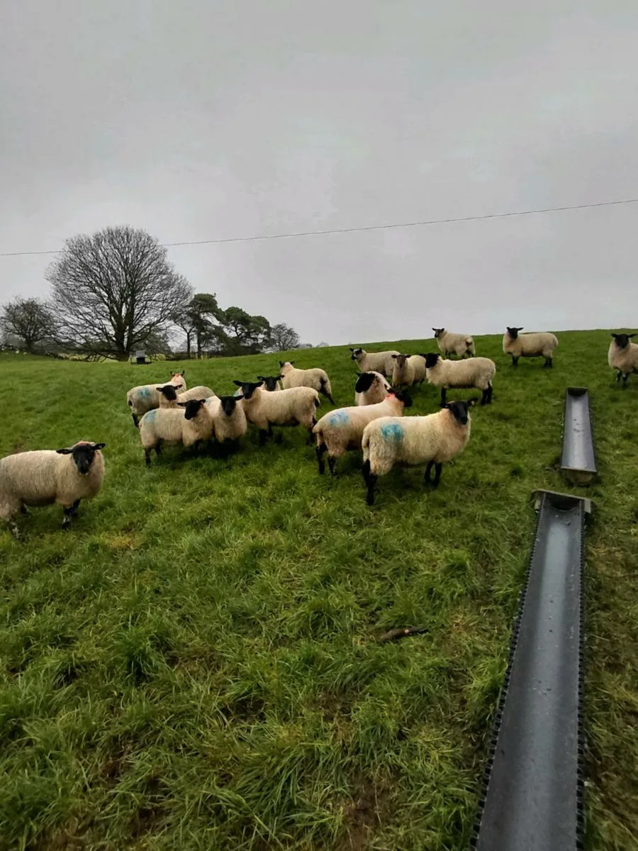 Suffolk x ewe lambs - Image 4