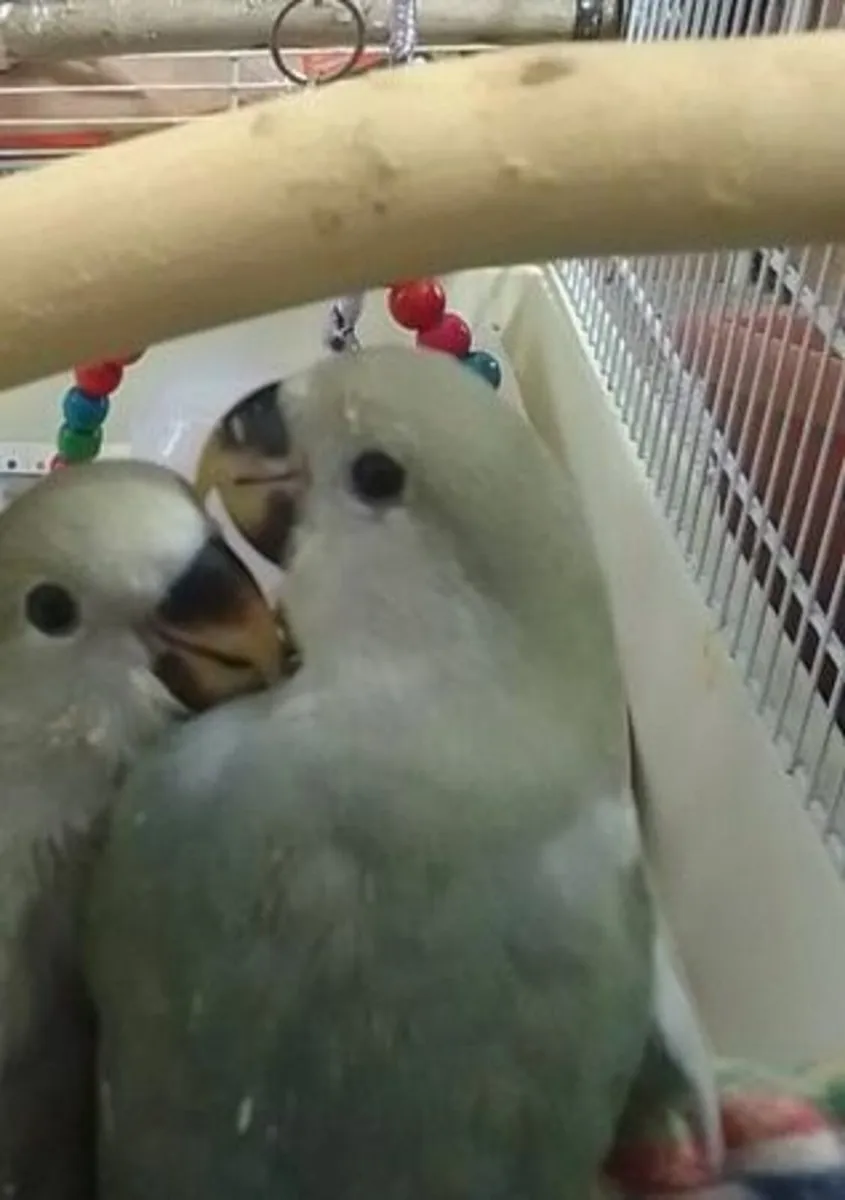Two Hand Reared Lovebirds 🐦🐦