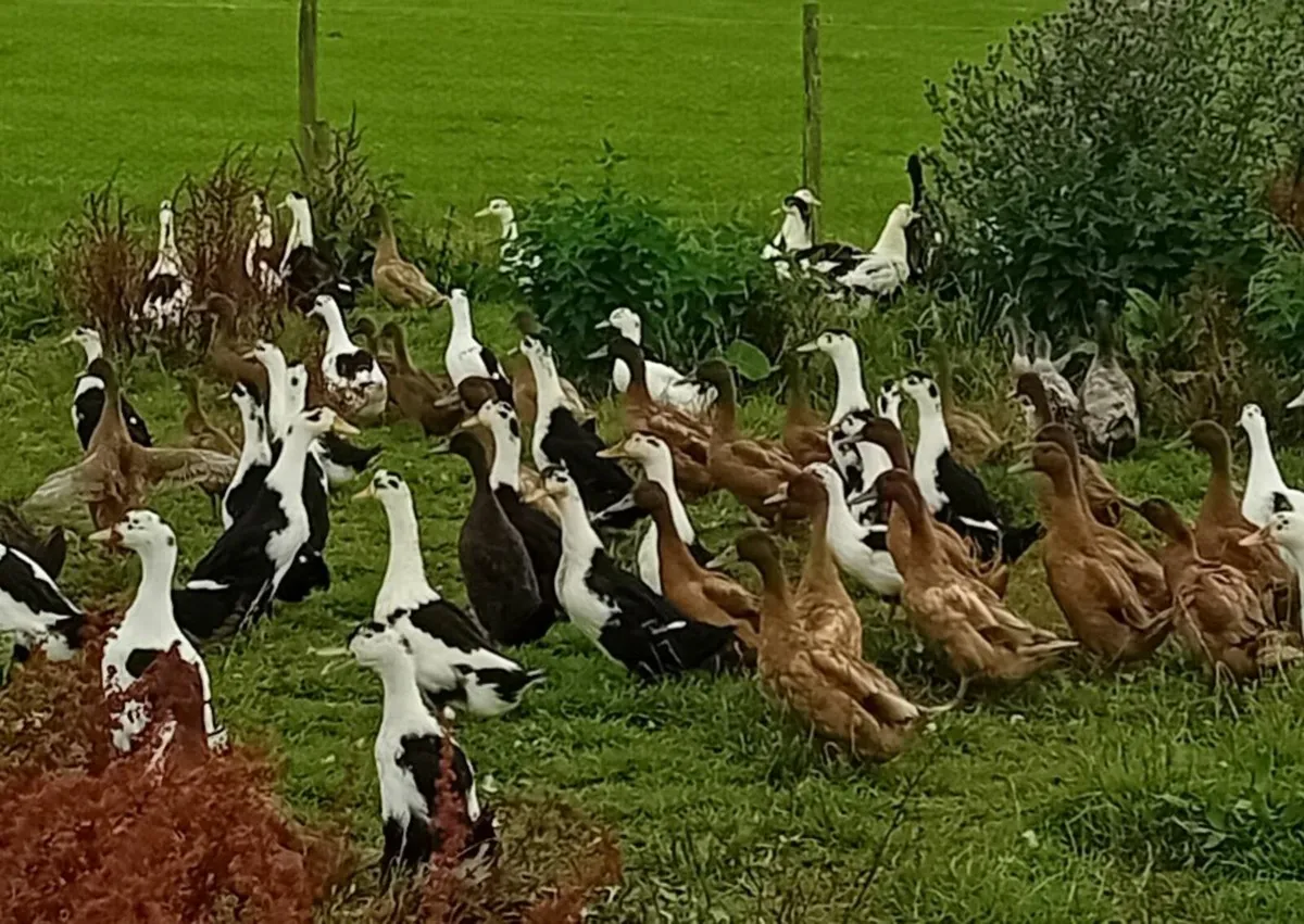 Khaki campbell and Ancona  Drakes - Image 1