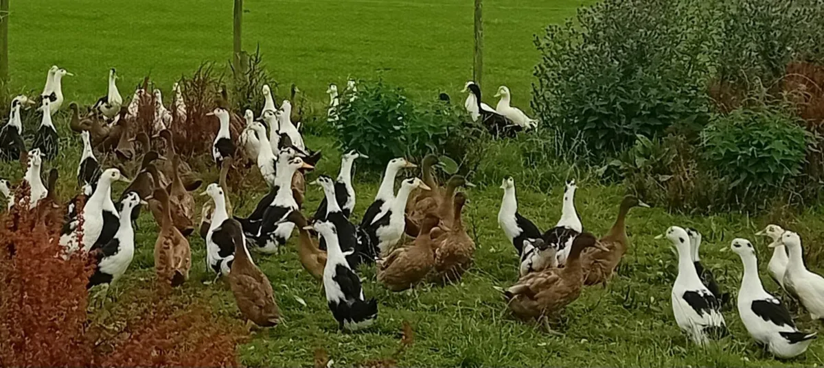 Khaki campbell and Ancona  Drakes - Image 2