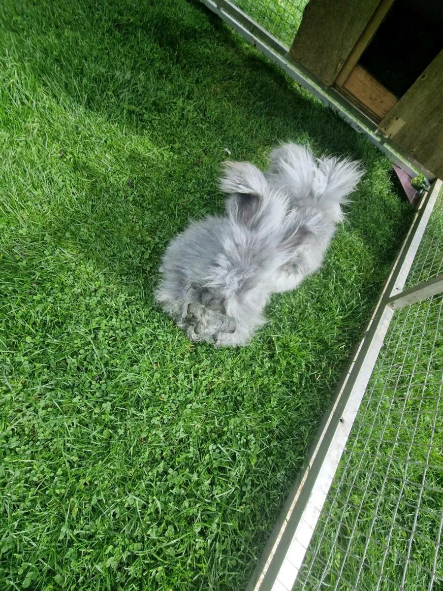 Angora rabbits and hutch - Image 1