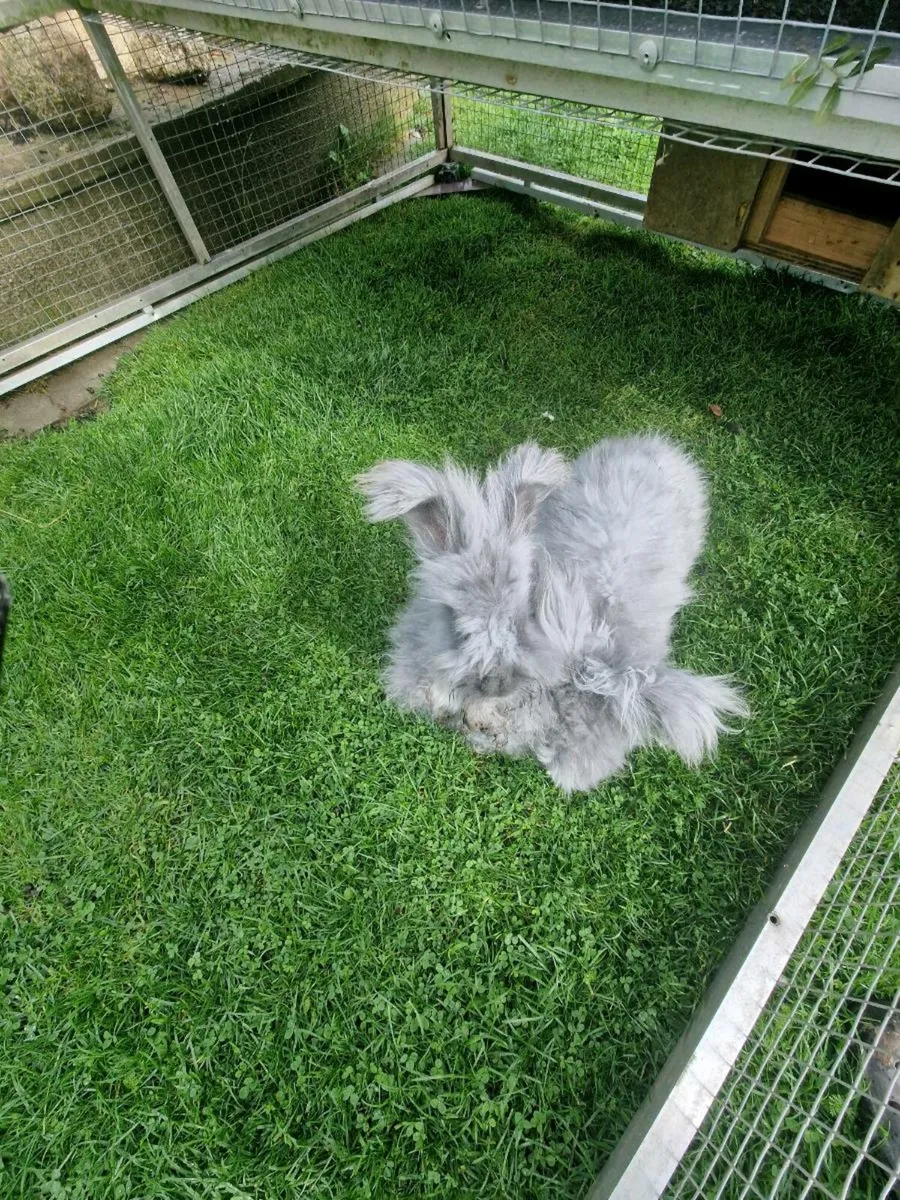 Angora rabbits and hutch - Image 3