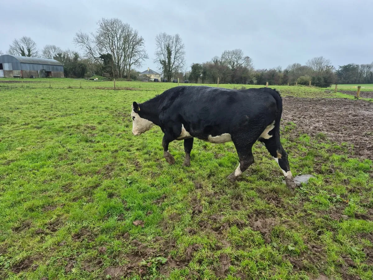 suckler, in-calf heifer - Image 1