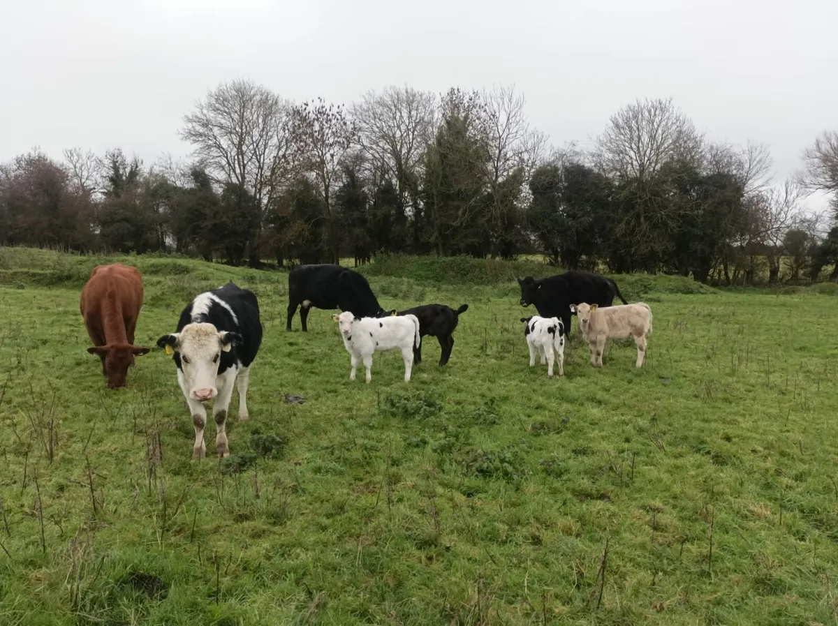 4 strong heifers with calves at foot - Image 2