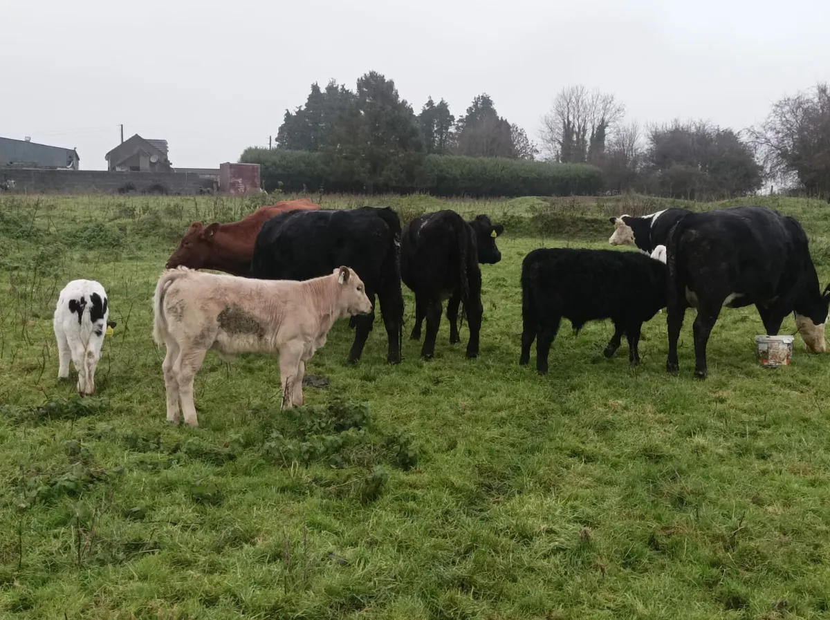4 strong heifers with calves at foot - Image 3