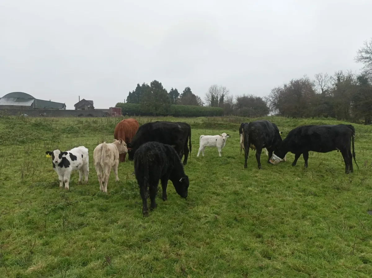 4 strong heifers with calves at foot - Image 4