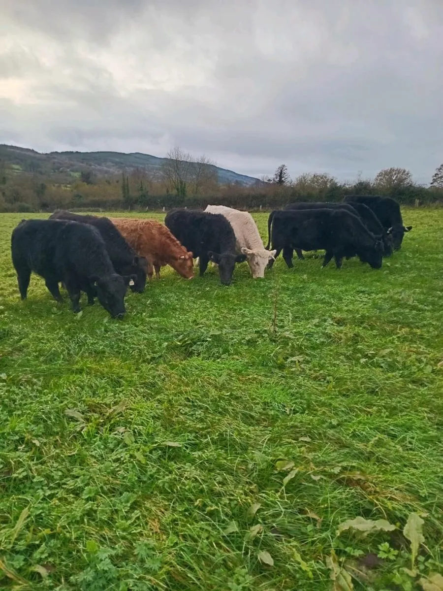 Organic cattle kilkenny Mart November 27th - Image 1
