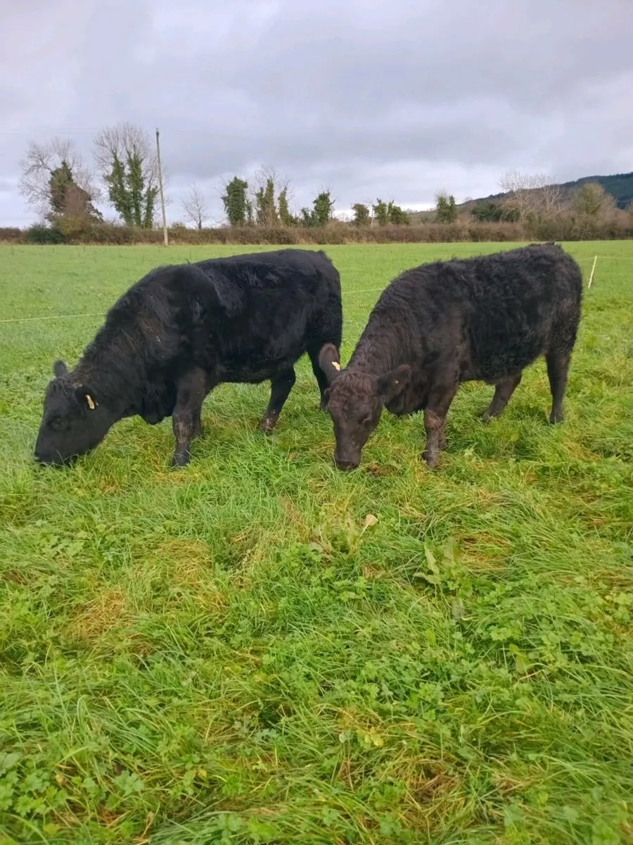 Organic cattle kilkenny Mart November 27th - Image 2