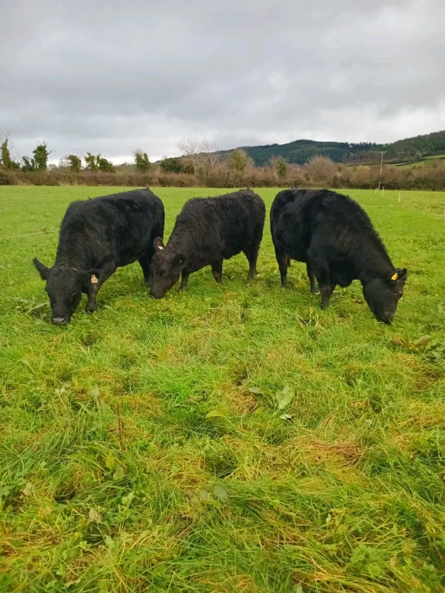Organic cattle kilkenny Mart November 27th - Image 3