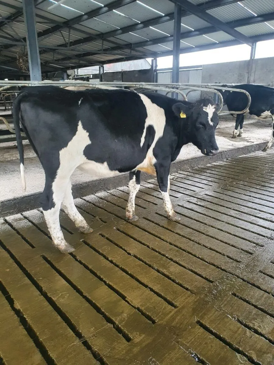 3 Pedigree heifers and 2 young cows - Image 1