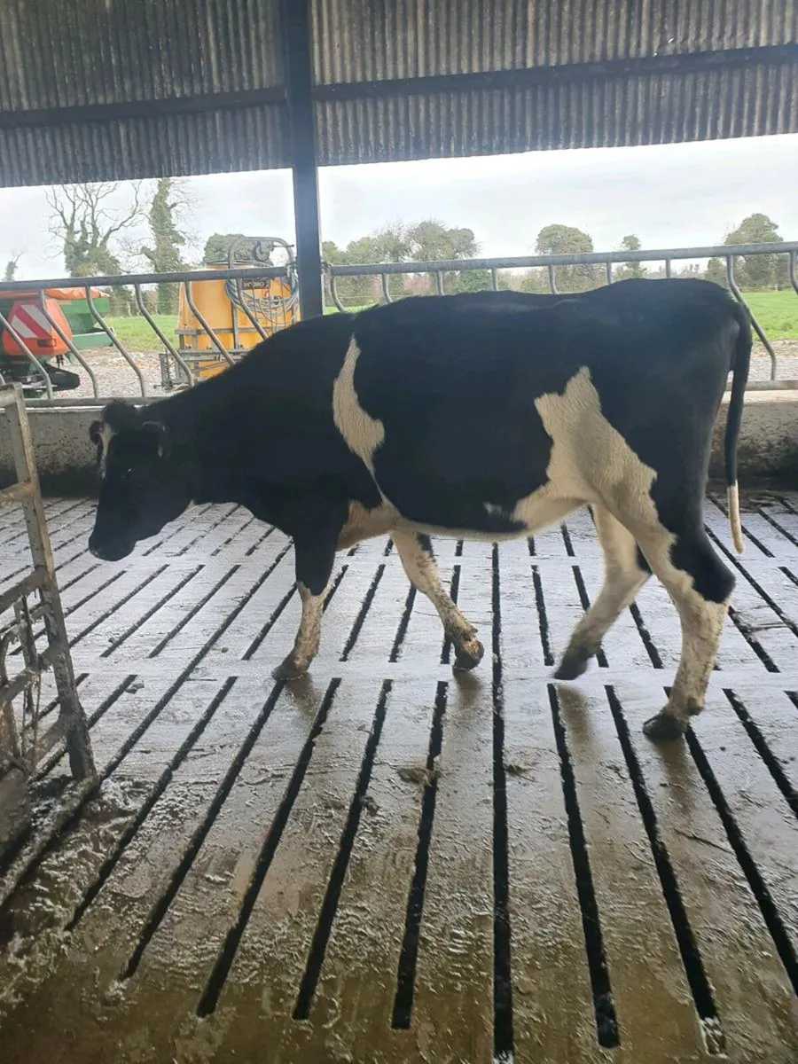 3 Pedigree heifers and 2 young cows - Image 2