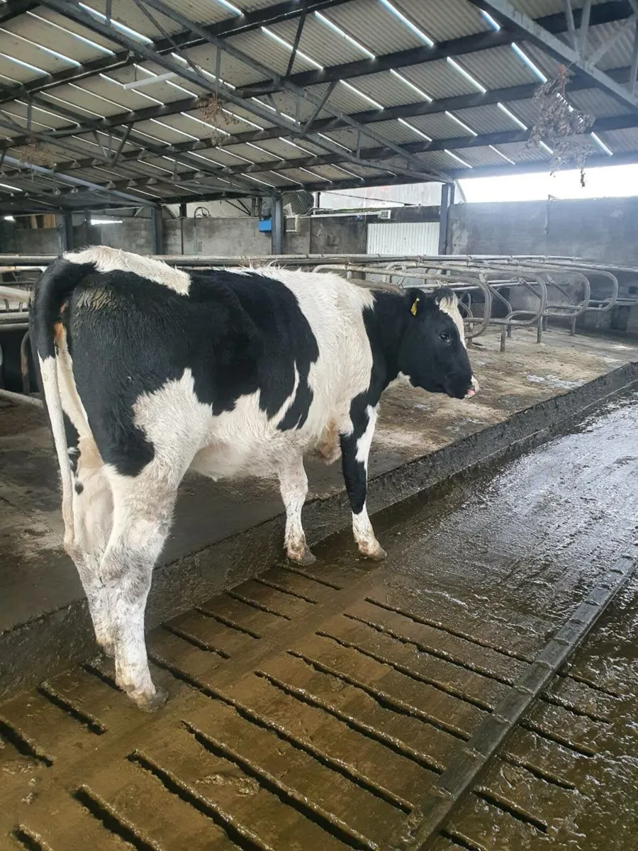 3 Pedigree heifers and 2 young cows - Image 3