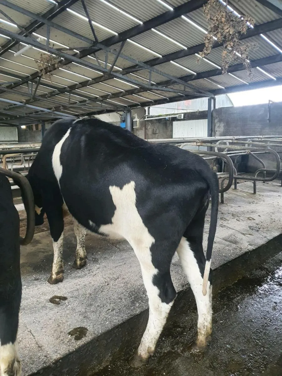 3 Pedigree heifers and 2 young cows - Image 4