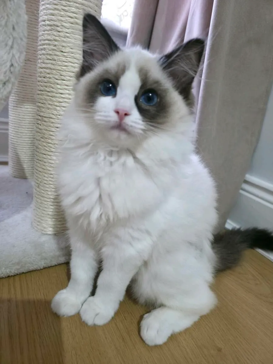 Pedigree Seal Bicolour Female Kitten - Image 1