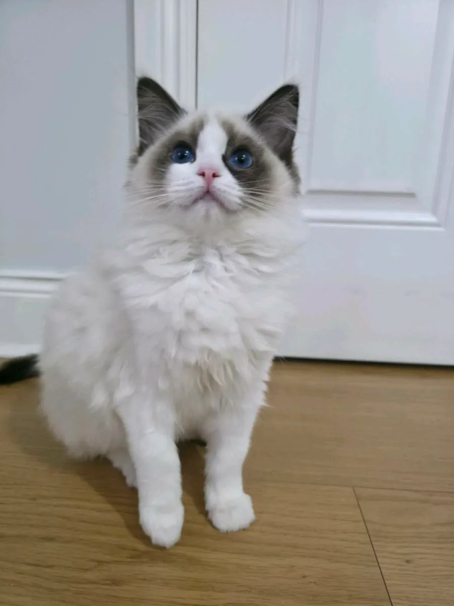 Pedigree Seal Bicolour Female Kitten - Image 2