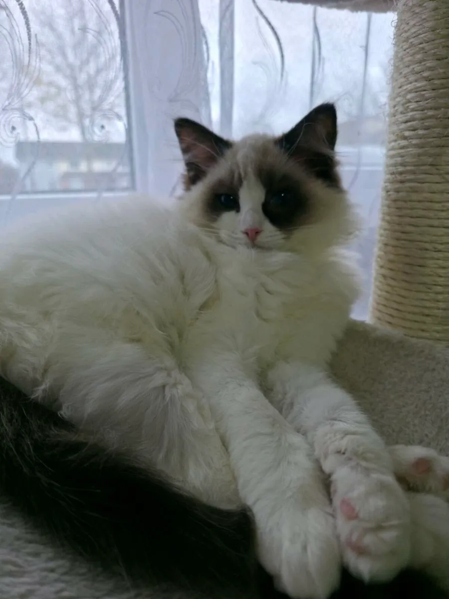 Pedigree Seal Bicolour Female Kitten - Image 4