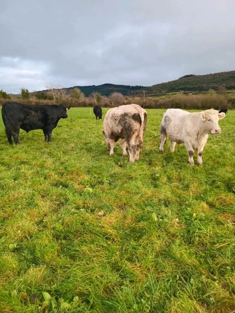 Organic cattle kilkenny Mart November 27th - Image 4