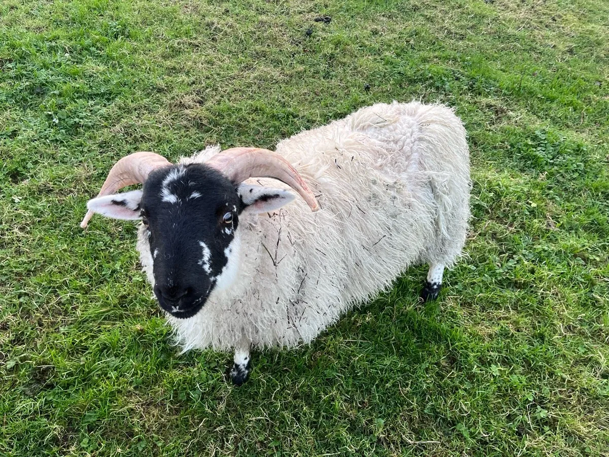 Sheep 2 ewes 1 ram - Image 1