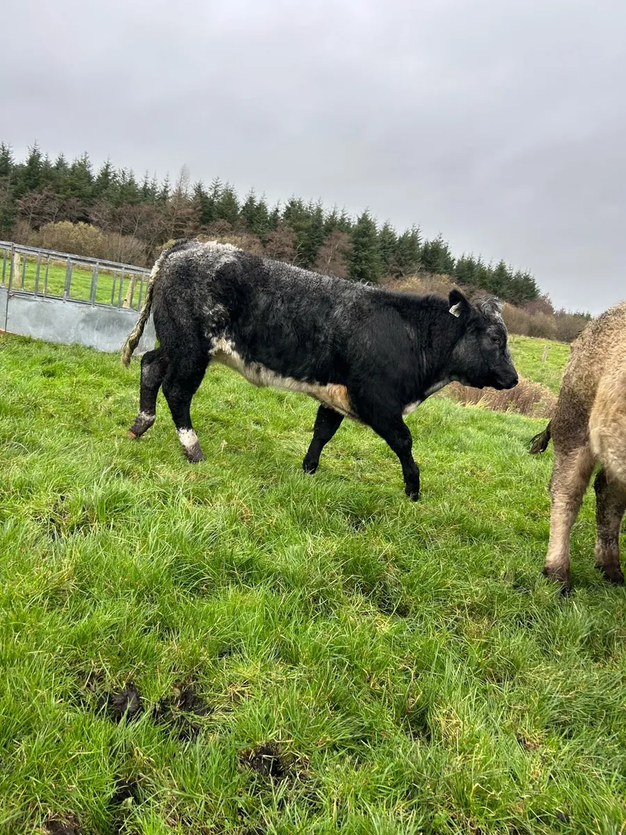 Super EBY roan heifer - Image 3