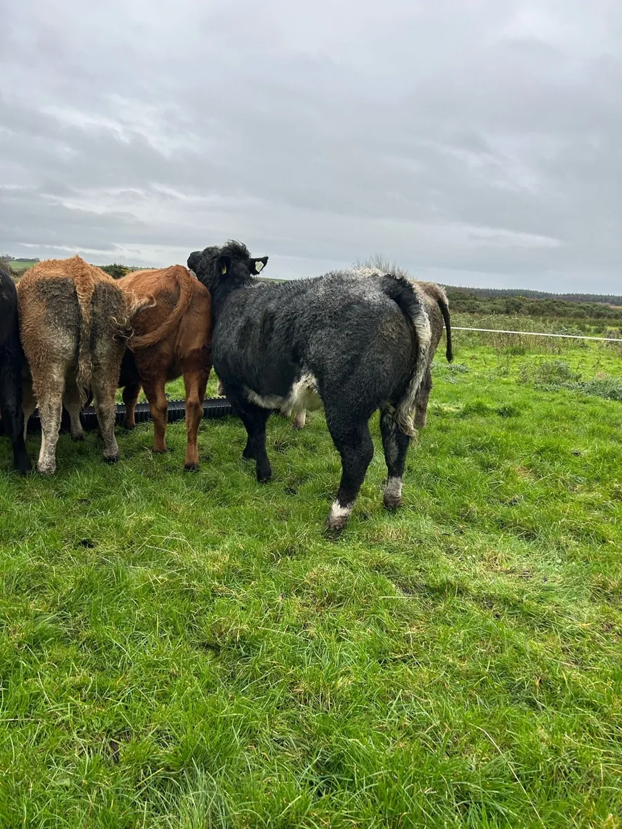 Super EBY roan heifer - Image 4