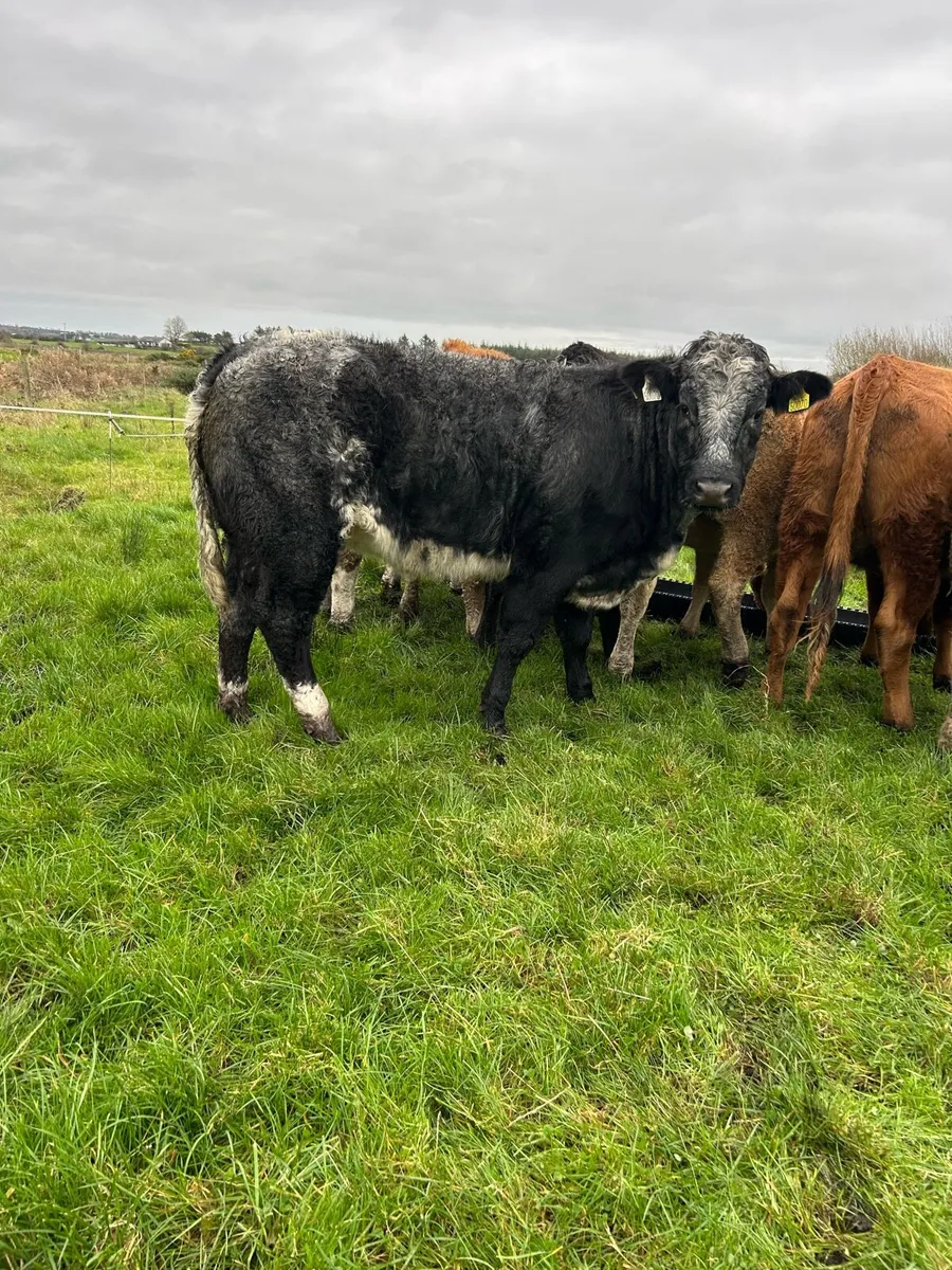 Super EBY roan heifer - Image 1