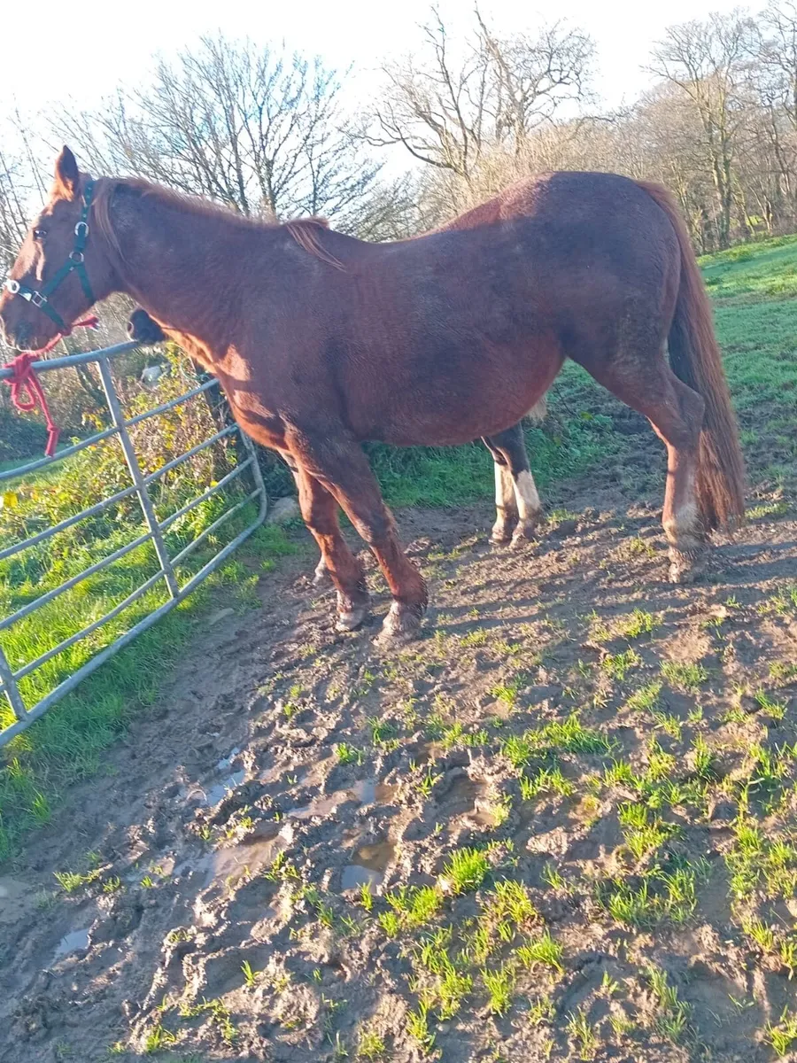 Irish Draught Mare - Image 1