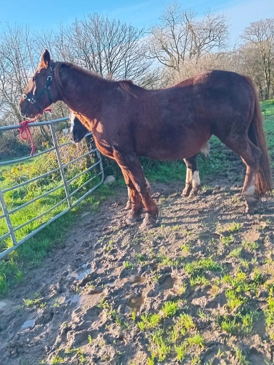 Irish Draught Mare - Image 2