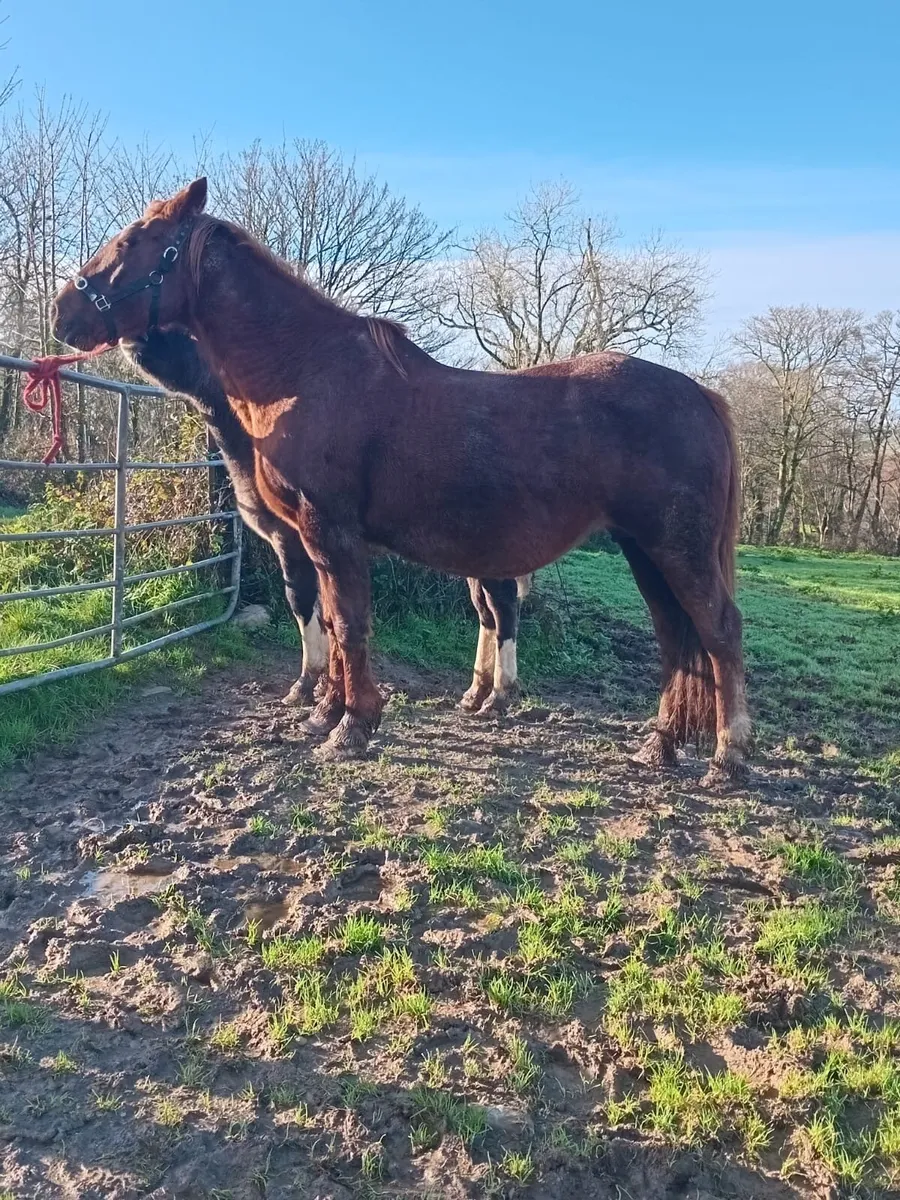 Irish Draught Mare - Image 3