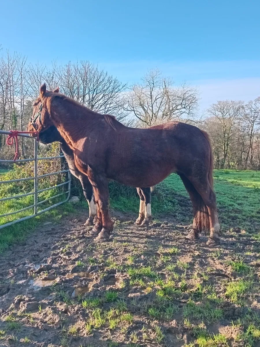 Irish Draught Mare - Image 4