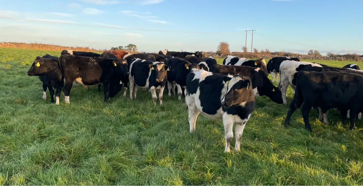 80 Dairy Bred Weanlings Loughrea Mart 28th Nov - Image 1