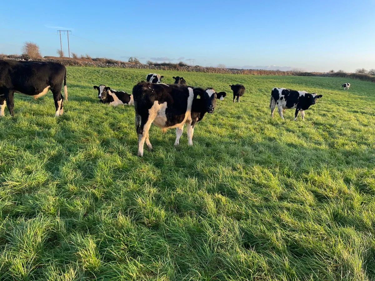80 Dairy Bred Weanlings Loughrea Mart 28th Nov - Image 2