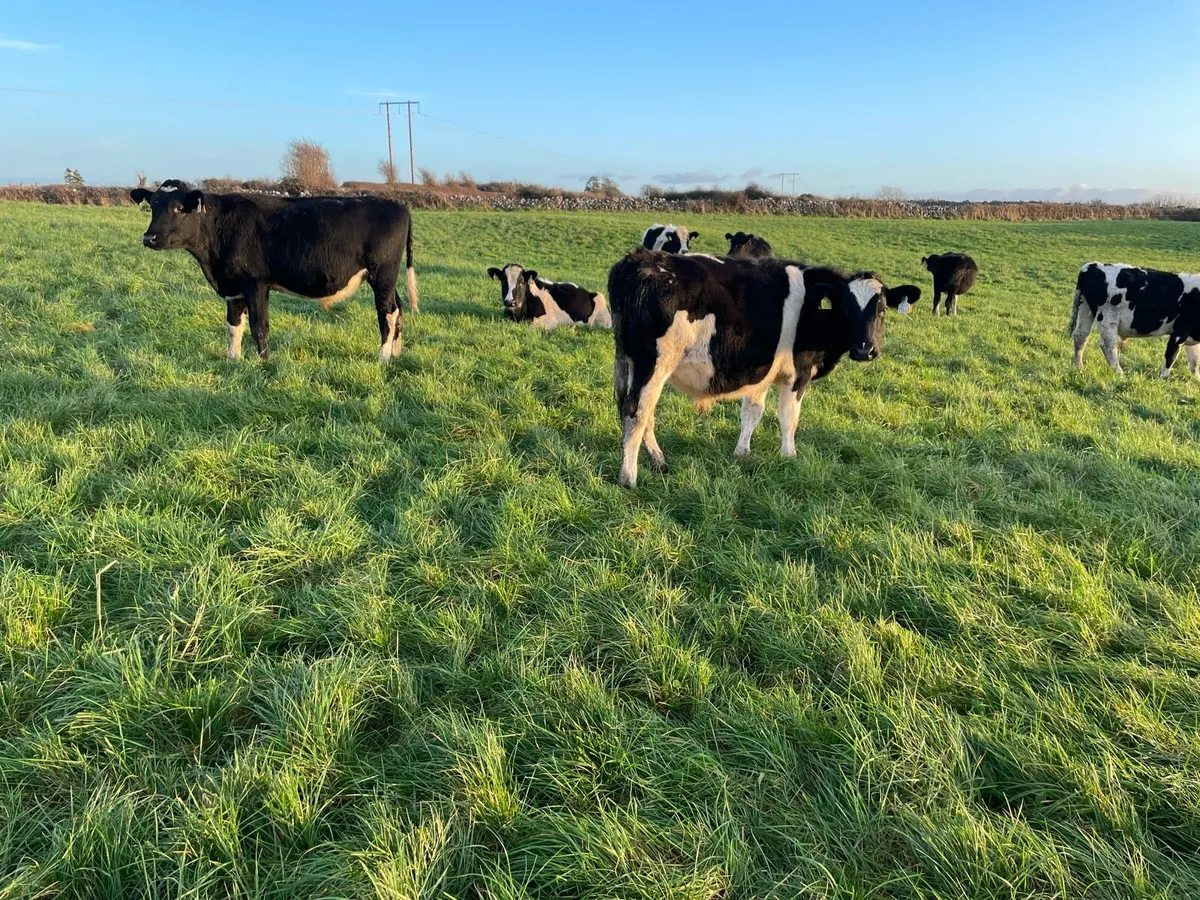 80 Dairy Bred Weanlings Loughrea Mart 28th Nov - Image 3