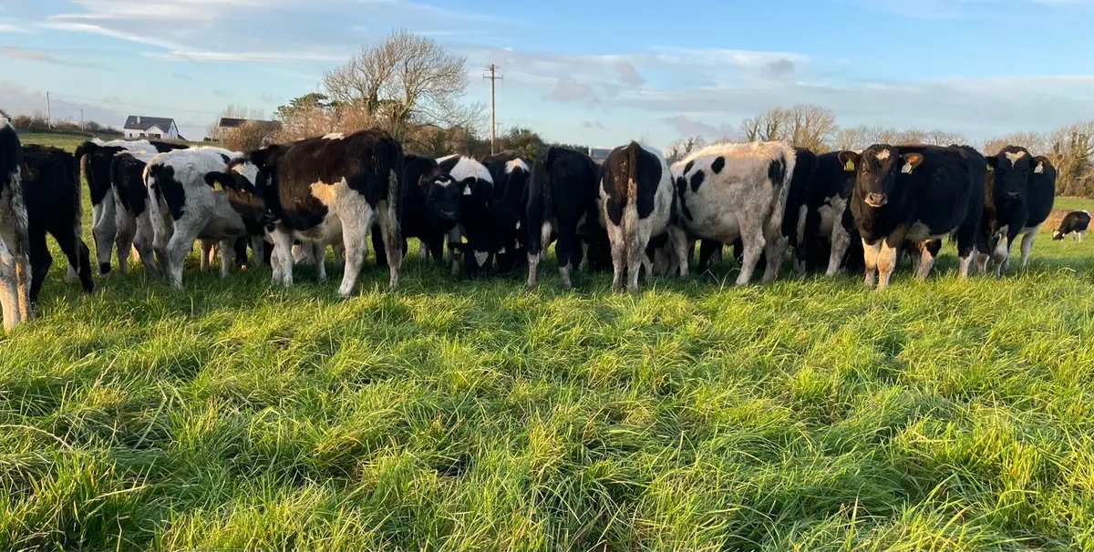 80 Dairy Bred Weanlings Loughrea Mart 28th Nov - Image 4