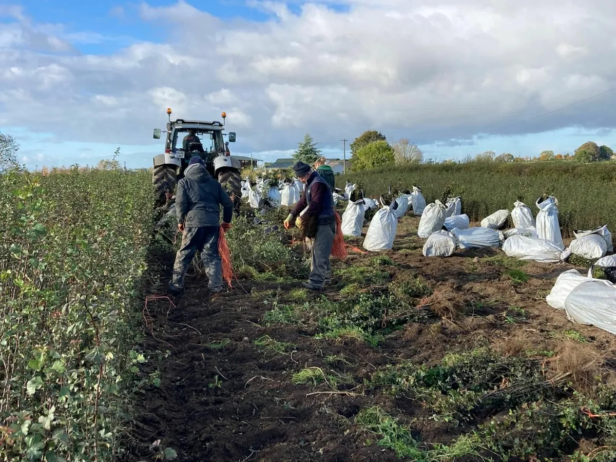 Irish Whitethorn Hedging for sale 🌳 - Image 1