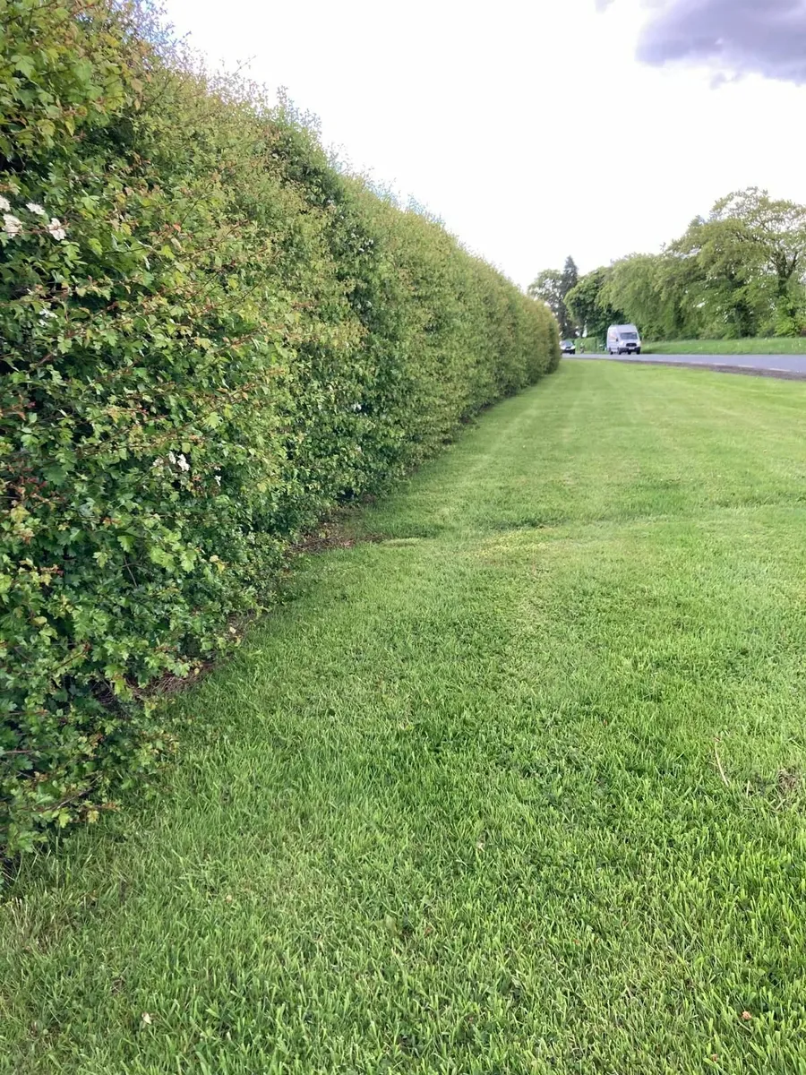 Irish Whitethorn Hedging for sale 🌳 - Image 4