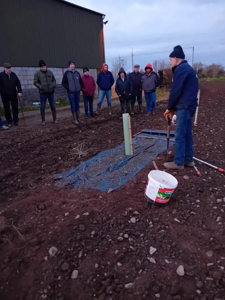 Irish Whitethorn Hedging for sale 🌳 - Image 3