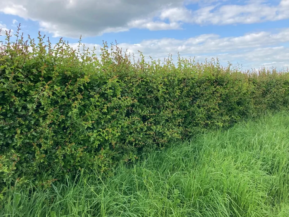 Irish Whitethorn Hedging for sale 🌳 - Image 4