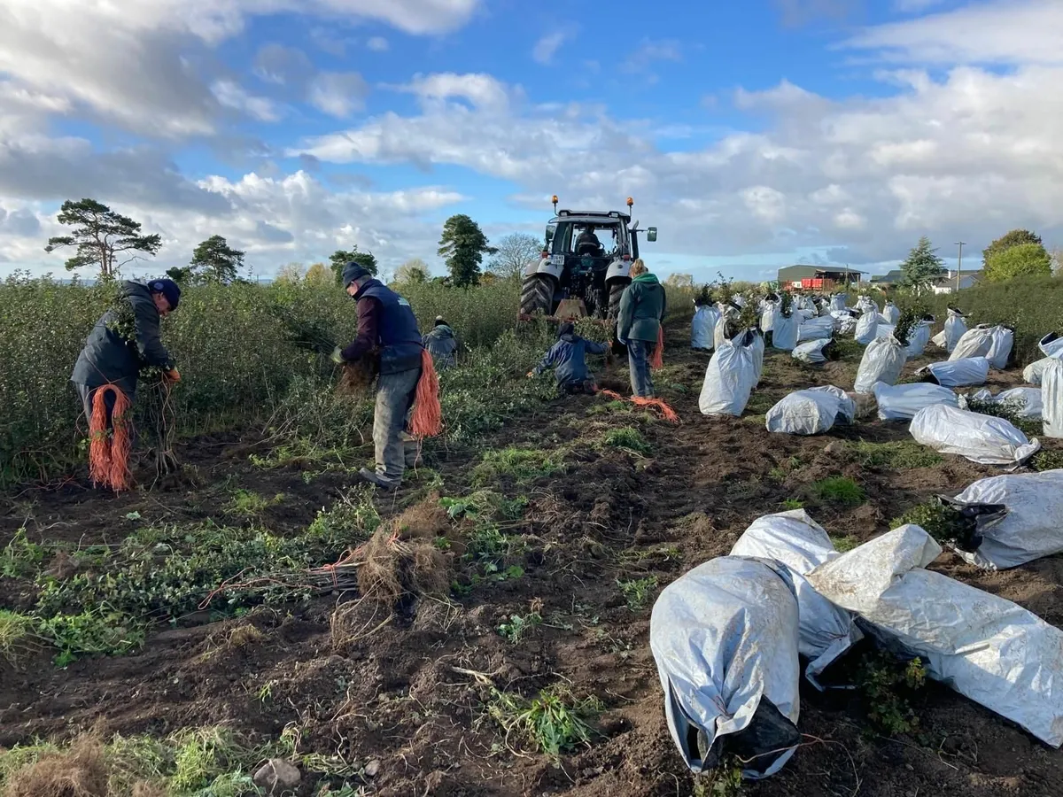 Irish Whitethorn Hedging for sale 🌳 - Image 1