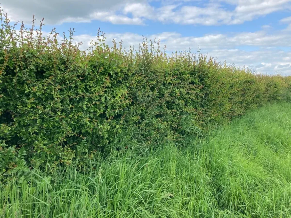 Irish Whitethorn hedging for sale 🌳 - Image 3