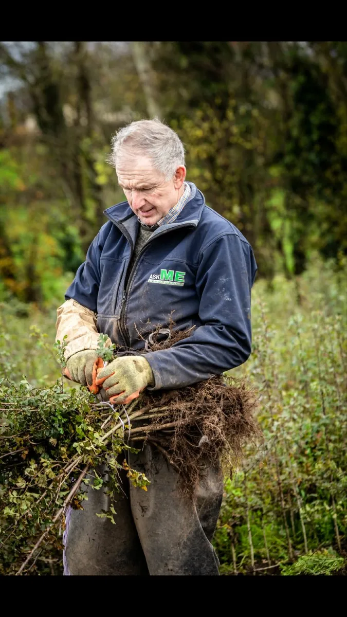 Irish Whitethorn hedging for sale 🌳 - Image 1